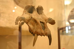 Theropithecus brumpti.jpg