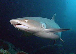 Foto de un tiburón de arrecife de punta blanca, parcialmente vuelto hacia la cámara