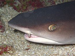 Primer plano de la cabeza de un tiburón de arrecife de punta blanca, mostrando el hocico triangular, los ojos ovalados y los apéndices de piel al lado de los orificios de la nariz
