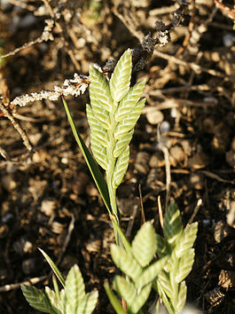 Desmazeria sicula (plant).jpg