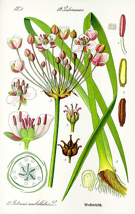 Illustration Butomus umbellatus1.jpg