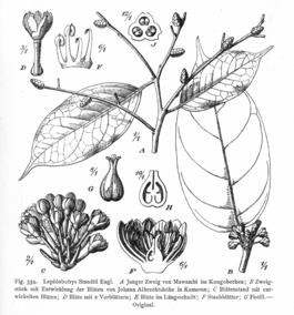Lepidobotryaceae Lepidobotrys staudtii.png