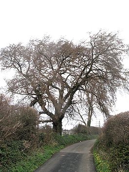 Llandegfan Elm tree.jpg