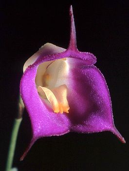 Masdevallia uniflora Orchi 12.jpg
