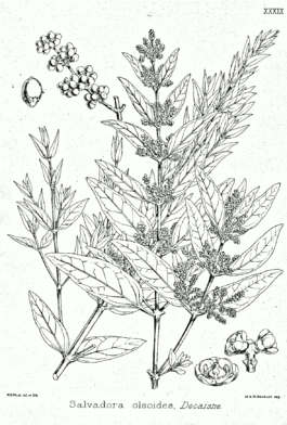 Salvadora oleoides Bra39.png