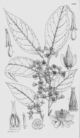 Sladenia celastrifolia.png