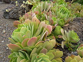 Aeonium palmense - Jardín Botánico Canario.jpg