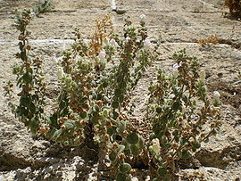 Antirrhinum hispanicum ssp. mollissimum3.jpg