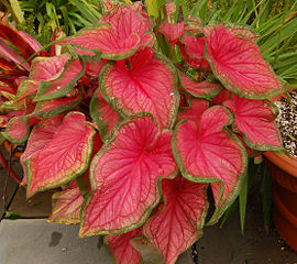 Caladium bicolor 'Florida Sweetheart' Plant 2220px.jpg