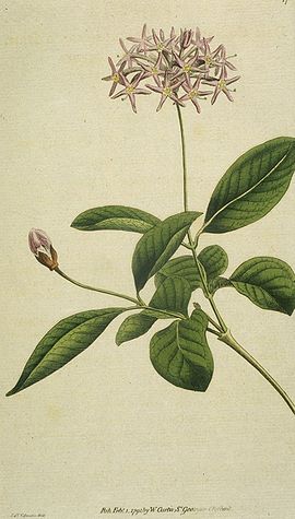Dais Cotinifolia (Edwards).jpg