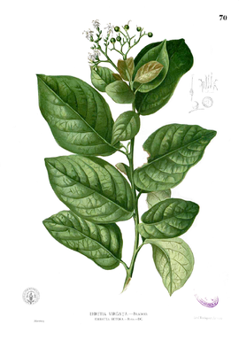 Ehretia acuminata Blanco1.70.png