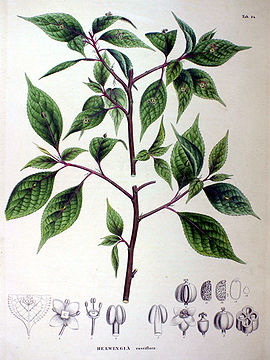 Helwingia ruseiflora SZ86.jpg