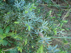 Juniperus oxycedrus macrocarpa.JPG