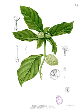 Morinda citrifolia Blanco1.52.png