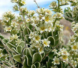 Mortonia utahensis 3.jpg