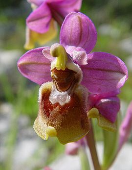 Ophrys tenthredinifera b.JPG