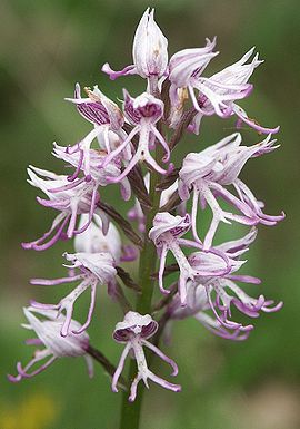 Orchis simia flowers.jpg