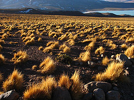 Pajonal con la Laguna Verde al fondo (Potosí - Bolivia).jpg