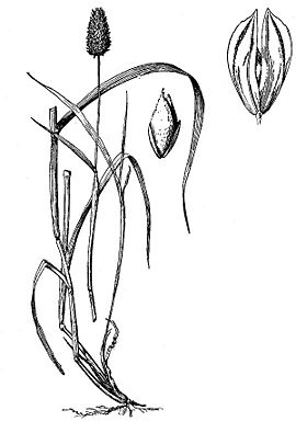 Phalaris canariensis.jpg