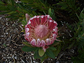 Protea compacta 2.jpg