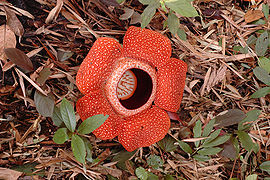 Rafflesia 80 cm.jpg
