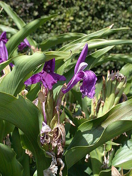 Roscoea purpurea 20070810-1338-183.jpg