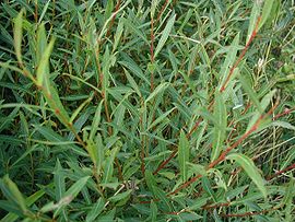 Salix-purpurea-leaves.JPG
