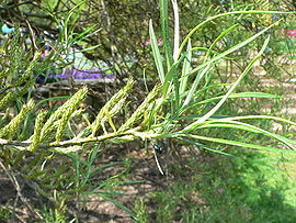 Salix elaeagnos1.jpg
