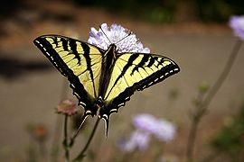 Swallowtail butterfly 2.JPG