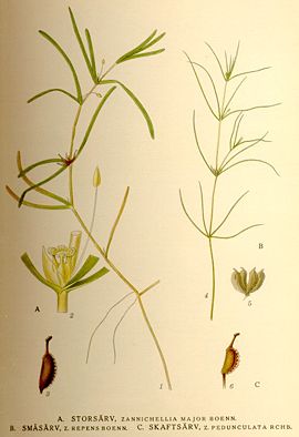 Zannichellia major-repens-pedunculata nf.jpg