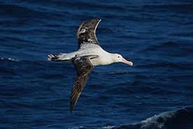 Diomedea exulans -Southern Ocean, Drakes Passage -flying-8.jpg