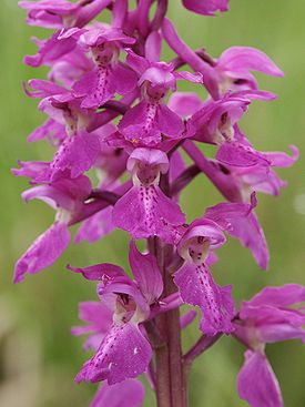Orchis mascula flowers1.jpg