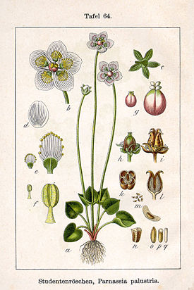 Parnassia palustris Sturm64.jpg