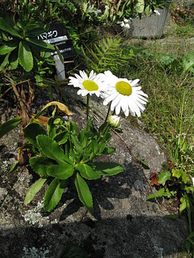 Nipponanthemum nipponicum 002.JPG