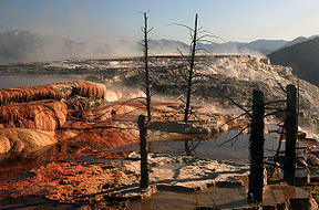 Árboles muertos en Mammoth Hot Springs