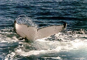Aleta caudal de la ballena jorobada.
