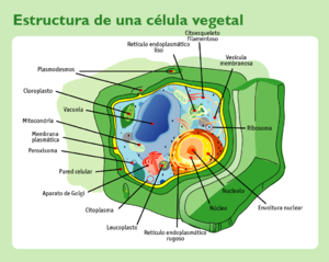 Estructura celula vegetal.png