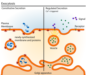 Exocytosis types.svg