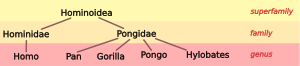 Hominoid taxonomy 1.svg