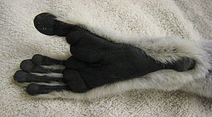 Lemur catta foot 01.jpg
