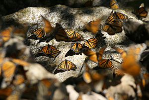 Monarchs resting on rocks.jpg