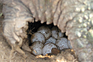 Snapping turtle eggs md.jpg
