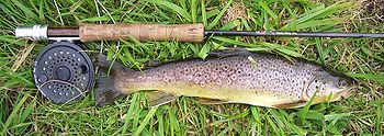 Browntrout.jpg