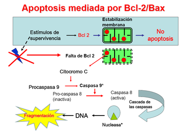 Apoptosisbcl.PNG