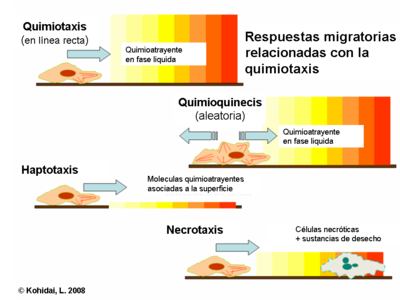 Chemotaxis related migratory responses