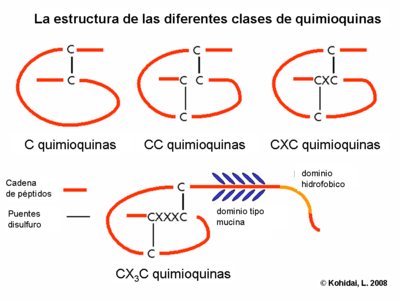 Structure of chemokine classes
