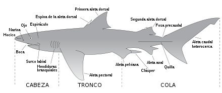 Dibujo de un tiburón de etiquetado principales características anatómicas, como boca, el hocico, nariz, ojos, espiráculo, la espina dorsal de la aleta dorsal, la quilla caudal, abrazadera, labial surcos, las aperturas branquiales, aletas precaudales: segunda dorsal, anal, pectorales, caudales y la pelvis