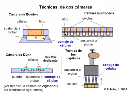 TEnsayos de quimiotaxis- Técnicas  de dos cámaras