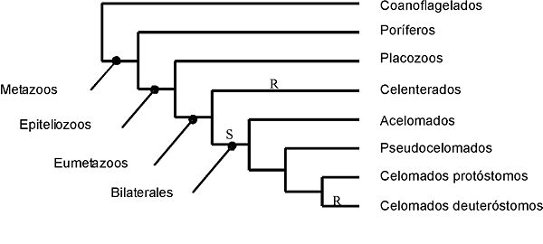 Cladograma de Bilateria según la teoría planuloide/aceloide (S= segmentación espiral; R= segmentación radial)