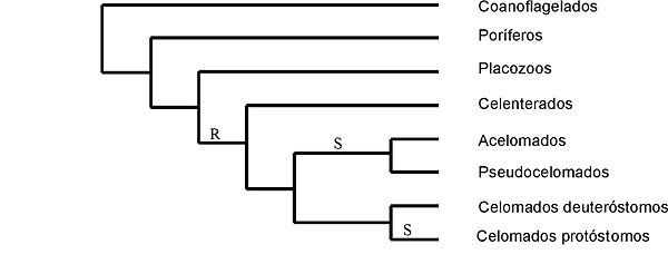 Cladograma de Bilateria según la teoría planuloide/aceloide (S= segmentación espiral; R= segmentación radial)